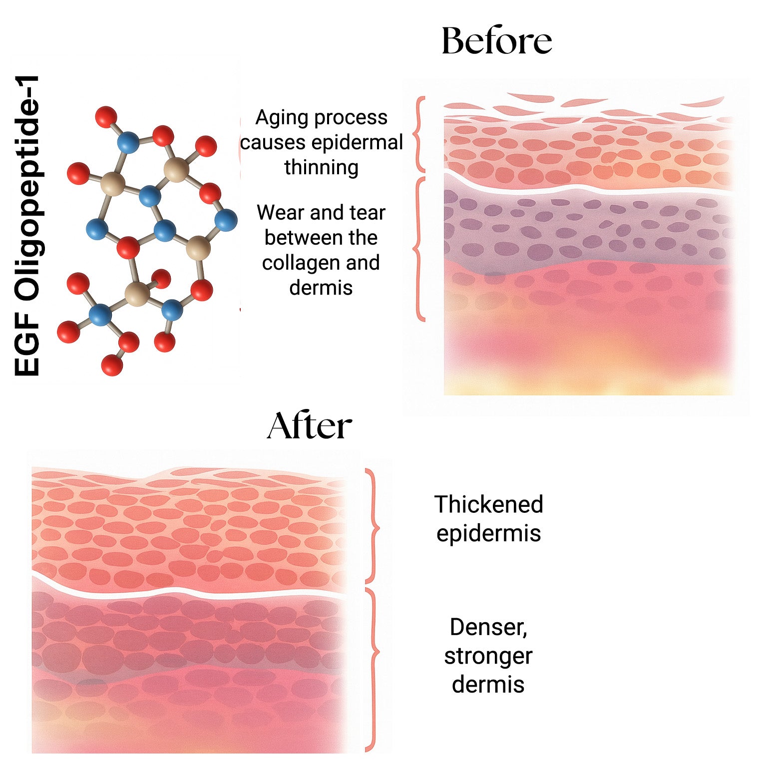 Egf In Cosmetics Anti Aging Science – ReGlow